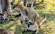 Wildlife Waterfalls And Wine Day Tour From Sydney - thumb 10