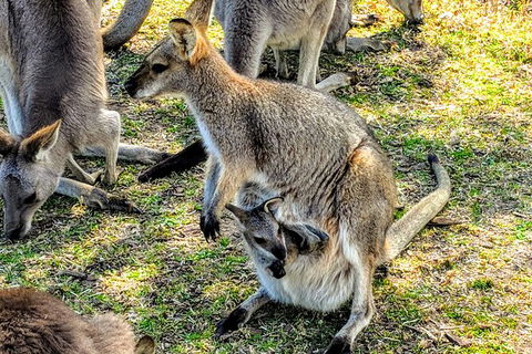 Wildlife Waterfalls And Wine Day Tour From Sydney - Accommodation Ballina 10