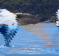 Whale Watching Jervis Bay - Accommodation Ballina
