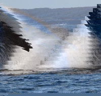 Jervis Bay Whale Watching Tour - Accommodation Ballina