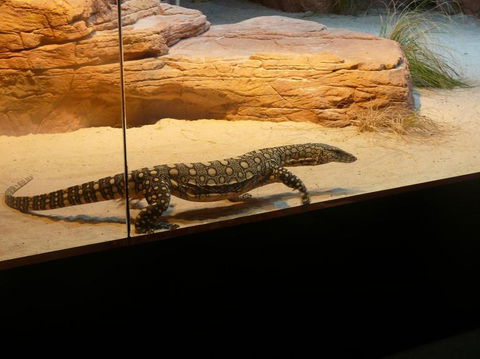 WILD LIFE Sydney Entrance Ticket - Accommodation Ballina 17