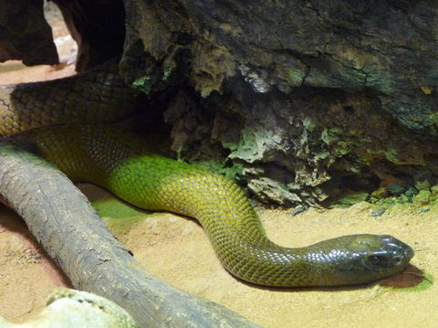 WILD LIFE Sydney Entrance Ticket - Accommodation Ballina 8