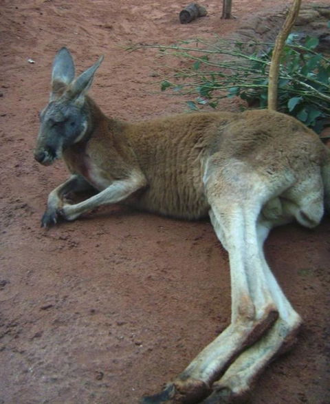 WILD LIFE Sydney Entrance Ticket - Accommodation Ballina 13