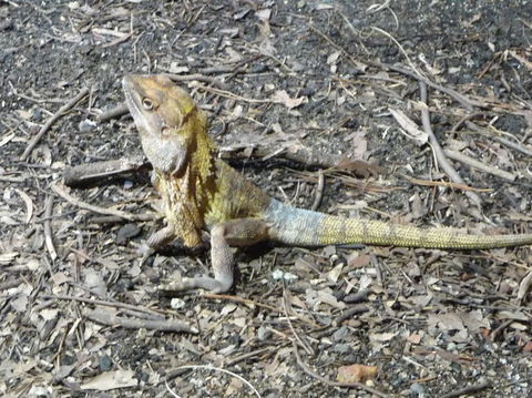 WILD LIFE Sydney Entrance Ticket - Accommodation Ballina 9