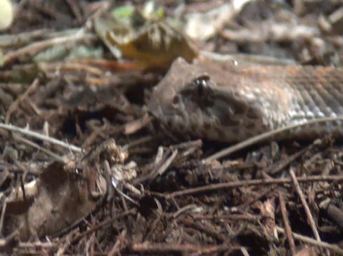 WILD LIFE Sydney Entrance Ticket - Accommodation Ballina 12