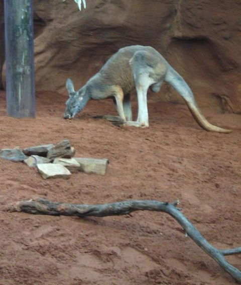 WILD LIFE Sydney Entrance Ticket - Accommodation Ballina 14