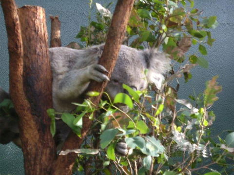 WILD LIFE Sydney Entrance Ticket - Accommodation Ballina 16