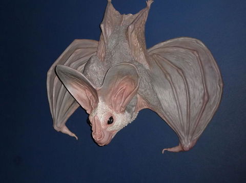 WILD LIFE Sydney Entrance Ticket - Accommodation Ballina 6