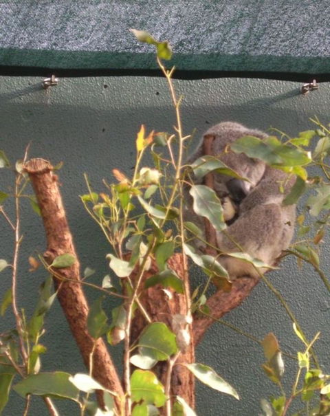 WILD LIFE Sydney Entrance Ticket - Accommodation Ballina 15