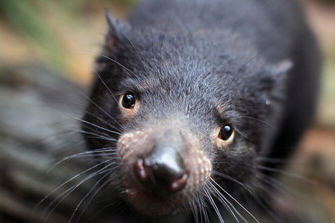 WILD LIFE Sydney Entrance Ticket - Accommodation Ballina 19