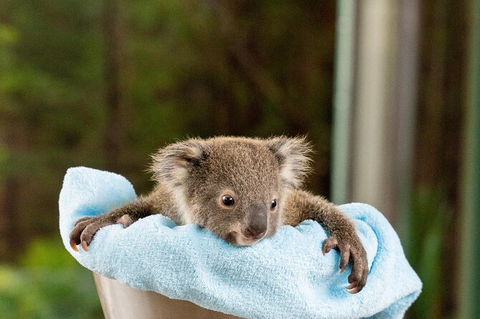 WILD LIFE Sydney Entrance Ticket - Accommodation Ballina 25