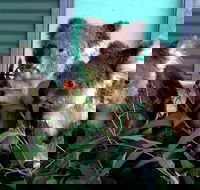 Cohunu Koala Park - Accommodation Ballina