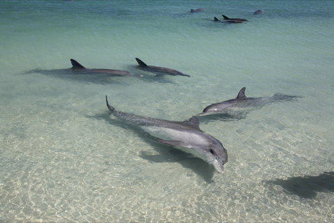 Dolphins Of Monkey Mia - Accommodation Ballina 0