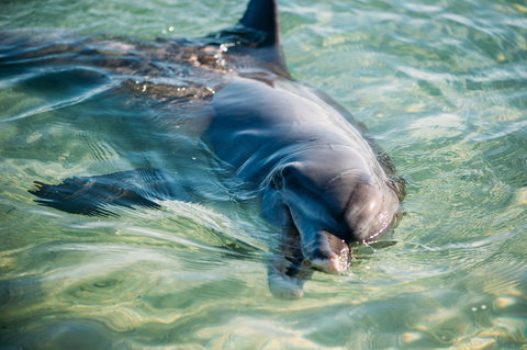 Dolphins Of Monkey Mia - Accommodation Ballina 1