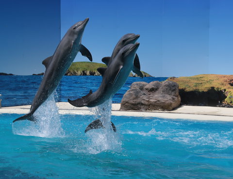 Dolphin Marine Conservation Park - Accommodation Ballina 0