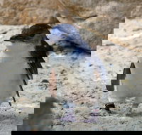 Granite Island Nature Park - Guided Penguin Tours - Accommodation Ballina