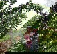 Harben Vale Pick Your Own Cherries - Accommodation Ballina