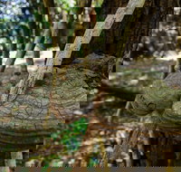 Mount Keira Ring Track - Accommodation Ballina