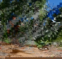 Scorpion Trail Kalamunda Mountain Bike Trails - Accommodation Ballina