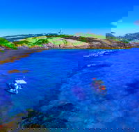 Snorkelling Montague Island - Accommodation Ballina