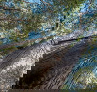 Wallumatta Nature Reserve - Accommodation Ballina