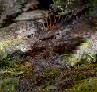 Wildlife Wonders - Accommodation Ballina