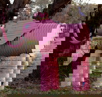 Animals on Bikes - Accommodation Ballina