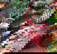 Ballina Farmers Market - Accommodation Ballina