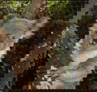 Birdland Animal Park - Accommodation Ballina