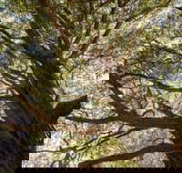 Byarong Park Picnic Area - Accommodation Ballina