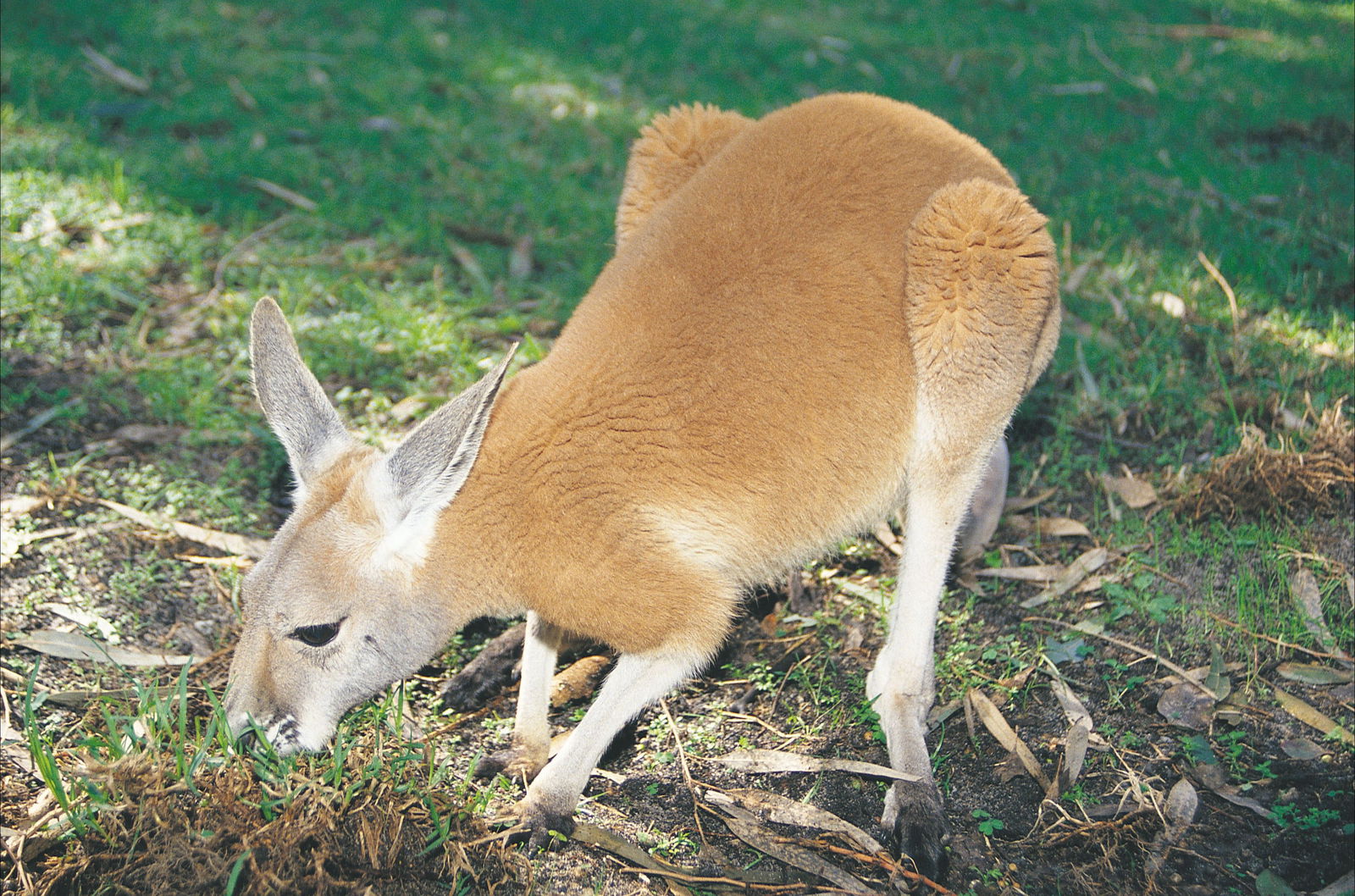 Eastern Perth And Perth Hills WA Accommodation Ballina