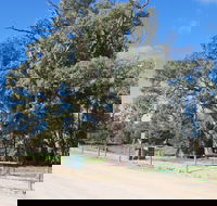 Giant Gum Tree - Accommodation Ballina