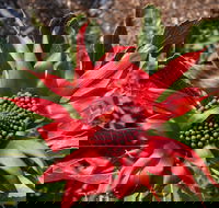 Inverawe Native Gardens - Accommodation Ballina