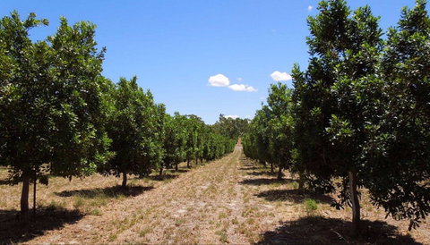 MacNuts WA Shop And Factory - Accommodation Ballina 0
