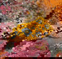 Magic Mountain Dive Site - Accommodation Ballina