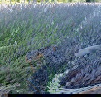 Melton - Accommodation Ballina