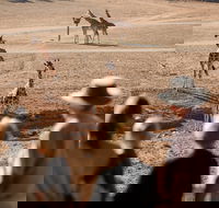 Monarto Safari Park - Accommodation Ballina