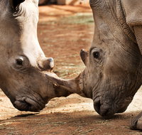 National Zoo  Aquarium - Accommodation Ballina