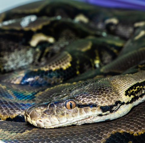 Serpentarium Wildlife Park Tasmania - Accommodation Ballina 1