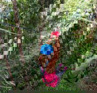 TreeTop Challenge - Sunshine Coast - Accommodation Ballina