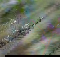 Wallumatta Loop Trail - Accommodation Ballina