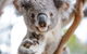 Wild Life Sydney Zoo - thumb 0