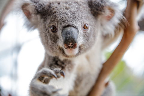 Wild Life Sydney Zoo - Accommodation Ballina 0