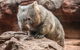 Wild Life Sydney Zoo - thumb 2