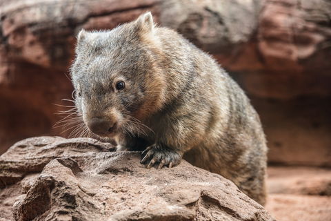 Wild Life Sydney Zoo - Accommodation Ballina 2