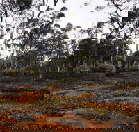 Woylie Walk Dryandra Woodland - Accommodation Ballina