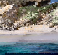 Australian Sea Lions - Accommodation Ballina