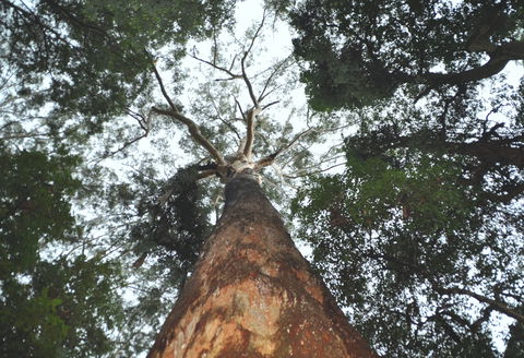 Bird Tree And Benaroon - Accommodation Ballina 0