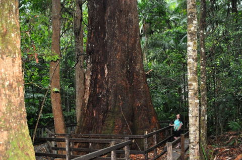 Bird Tree And Benaroon - Accommodation Ballina 1
