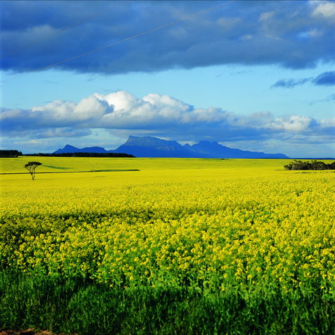 Borden - Accommodation Ballina 0